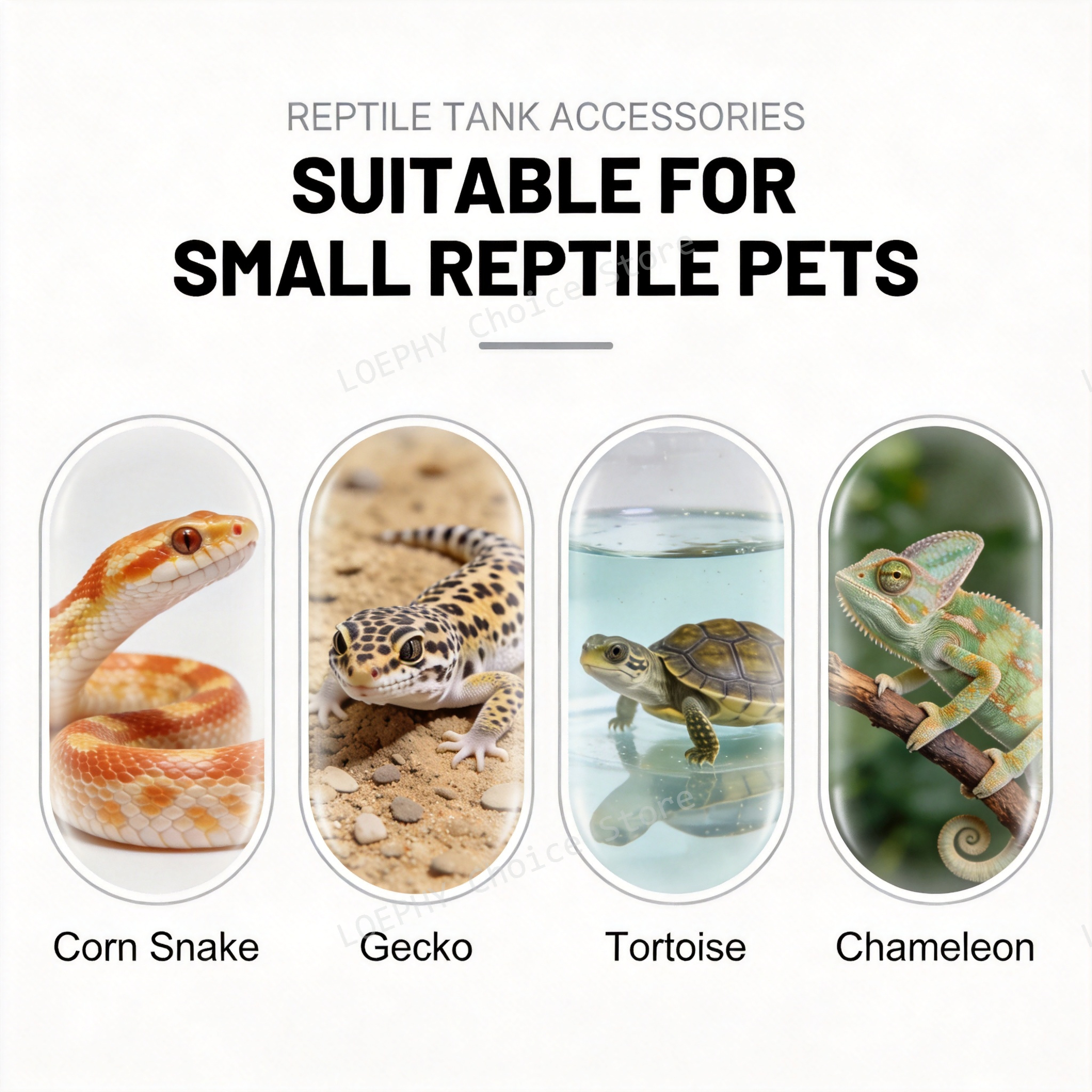 Funny Frying Pan Design Gecko  - Water Dish Reptile のレビューと価格