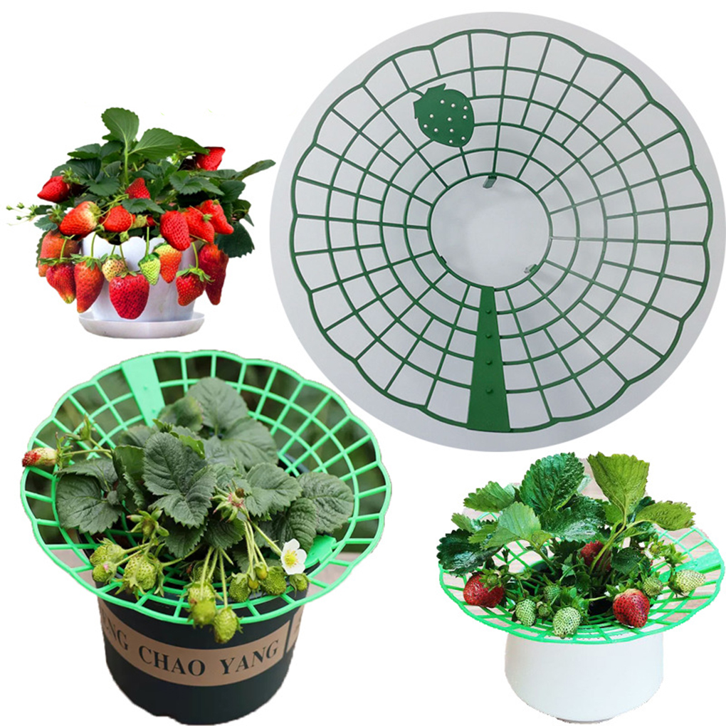 20PCS Strawberry Stand Green C - Vine Climbing Plastic のレビューと価格